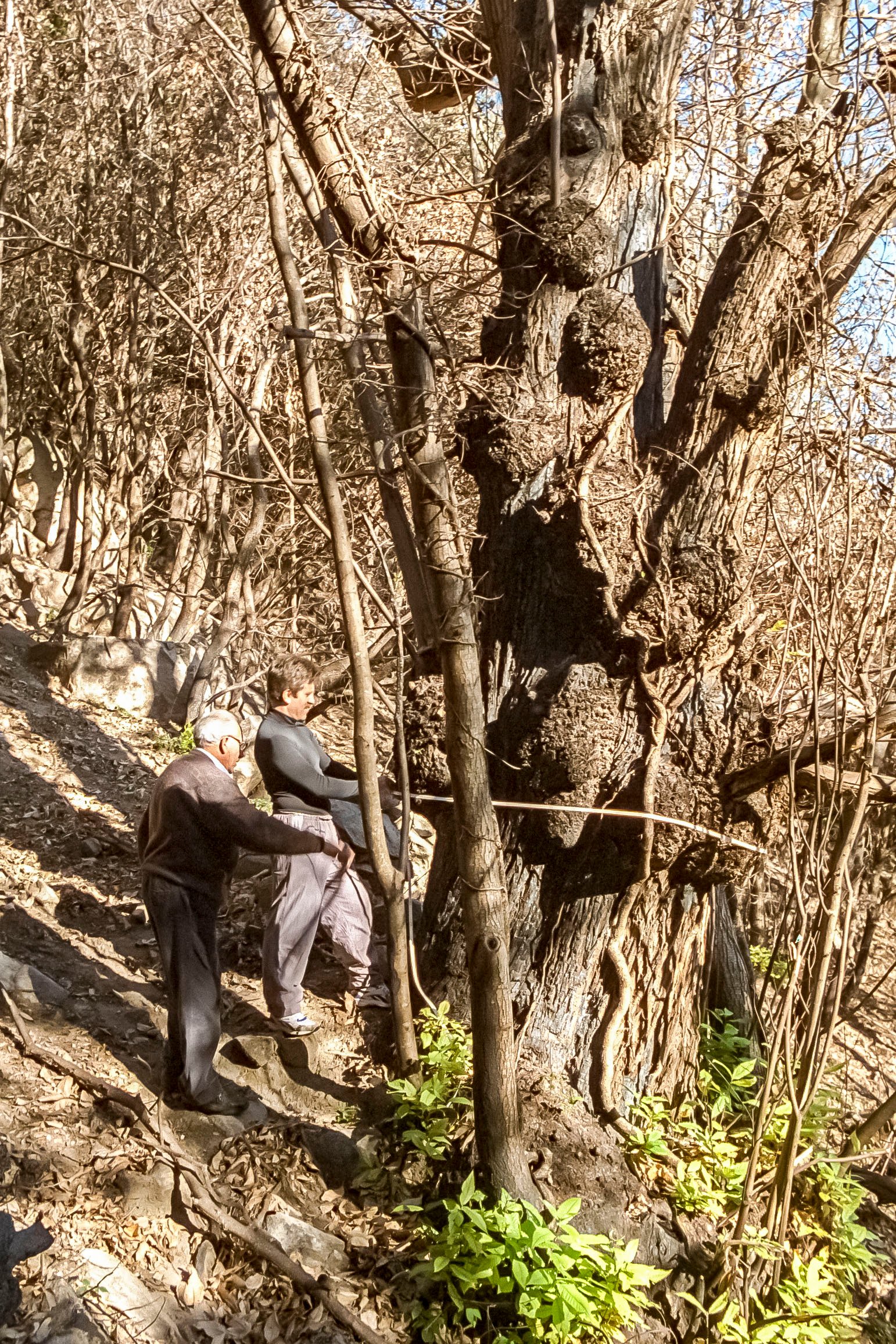 Arbres monumentals de Gualba